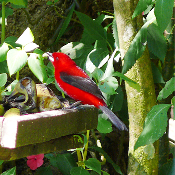 Brazilian Tanager