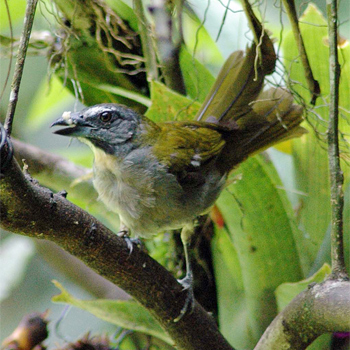 Buff-throated Saltator