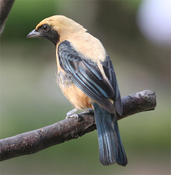 Burnished-buff Tanager