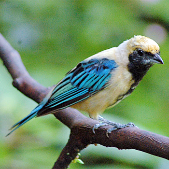 Burnished-buff Tanager