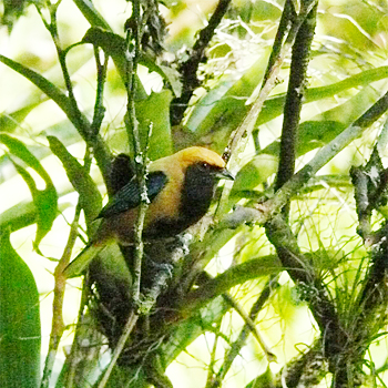 Burnish-buff Tanager