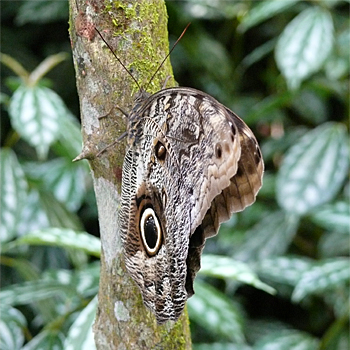 Butterfly sp.