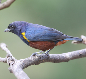 Chestnut-bellied Euphonia