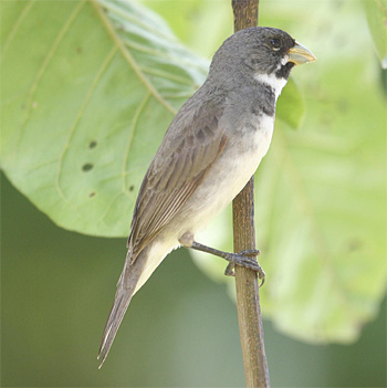 Double-collared Seedeater