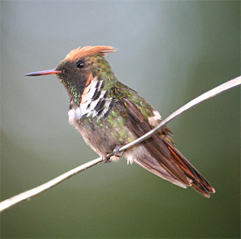 Frilled Coquette