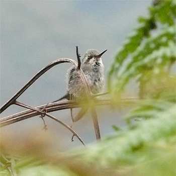 Glittering-bellied Emerald