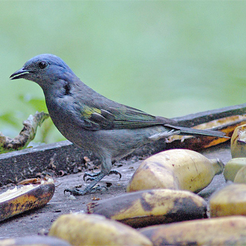 Golden-chevroned Tanager