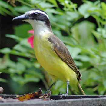 Great Kiskadee