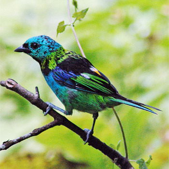 Green-headed Tanager