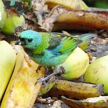 Green-headed Tanager