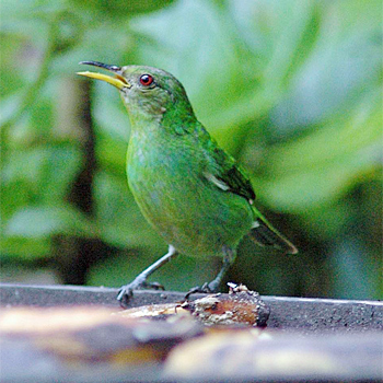 Green Honeycreeper (female)