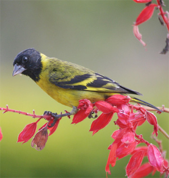 Hooded Siskin