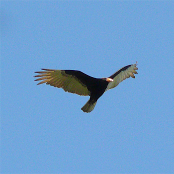 Lesser Yellow-headed Vulture