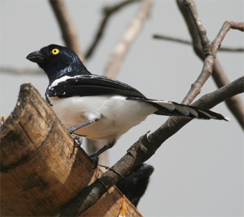 Magpie Tanager