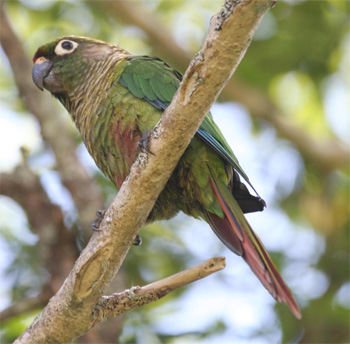 Maroon-bellied Parakeet