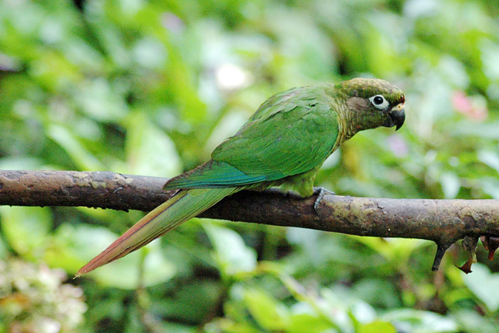 Maroon-bellied Parakeet
