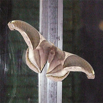Moth sp.