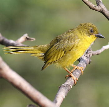 Olive-green Tanager