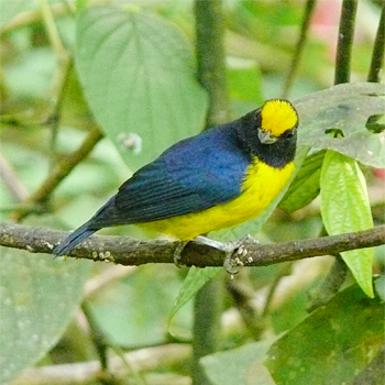 Orange-bellied Euphonia