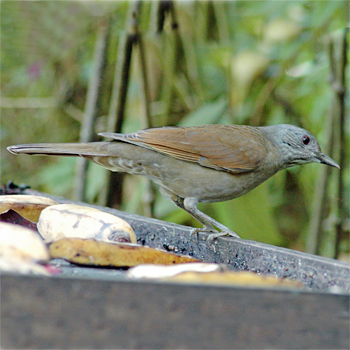 Pale-breasted Thrush