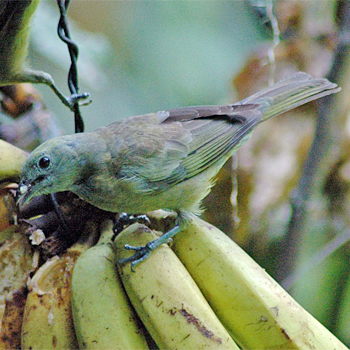 Palm Tanager
