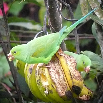 Plain Parakeet