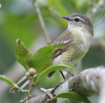 Planalto Tyrannulet