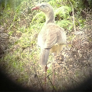 Red-legged Seriema