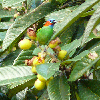 Red-necked Tanager