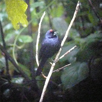Ruby-crowned Tanager