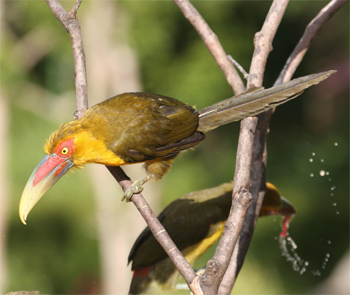 Saffron Toucanet