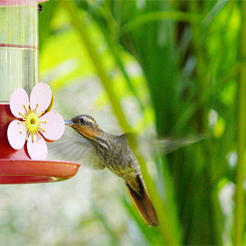 Saw-billed Hermit