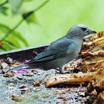 Sayaca Tanager