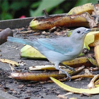 Sayaca Tanager
