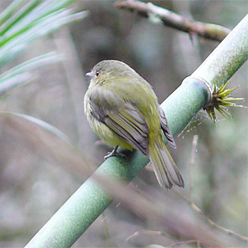 Serra do Mar Tyrant-manakin