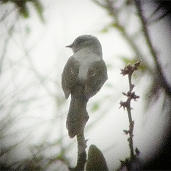 Shear-tailed Grey-tyrant