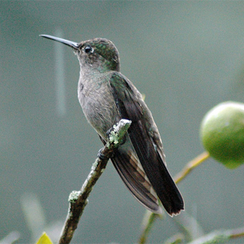 Sombre Hummingbird