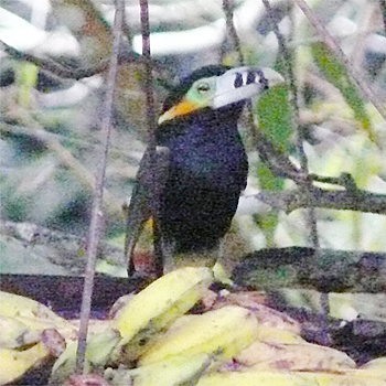 Spot-billed Toucanet (male)