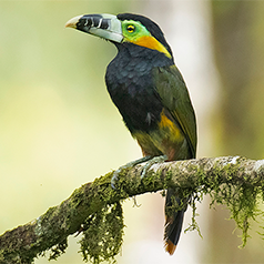 Spot-billed Toucanet
