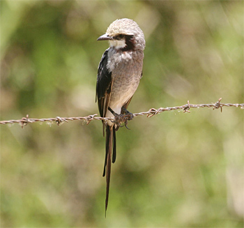 Streamer-tailed Tyrant