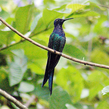 Swallow-tailed Hummingbird