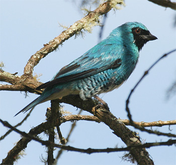 Swallow Tanager