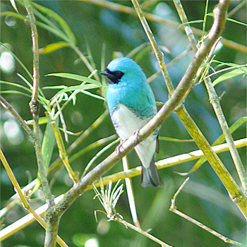 Swallow Tanager