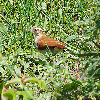 Tail-banded Hornero