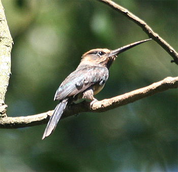Three-toed Jacamar