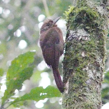 Plain-winged Woodcreeper