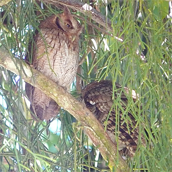 Tropical Screech-owl