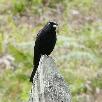 Velvety Black-tyrant