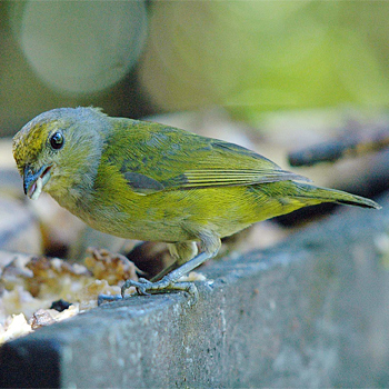 Violaceous Euphonia (female)