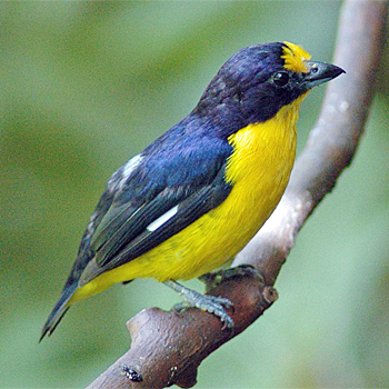 Violaceous Euphonia (male)